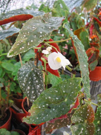 B. pseudolubbersii